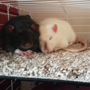 Rats