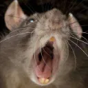 MOUSE CAPITAL