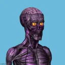 Anatomy Research Foundation