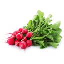 radish Discord Server Icon