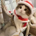 🎄  ✩ Meovii ㆍDecor ㆍCHRISTMASS
