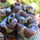 The Snake's Nest