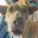 Roamers Discord Server Icon