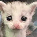 Meowers