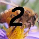 Apiarists/Beekeepers