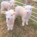 sheep turf Discord Server Icon