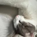 cat city™