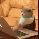 ：CoolCats