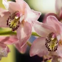 Ochxchii's Orchids