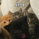 The Billi Den Discord Server Icon