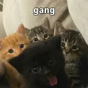 The Billi Den