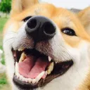 Happy Dog Island 🐕's icon