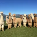 The Herd