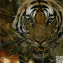THE JUNGLE  | DROD CORD