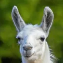 LlamaCord🦙