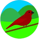 Canary