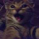 meooew Discord Server Icon