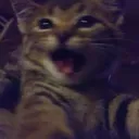 meooew Discord Server Icon