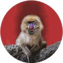 Funky Bongwe Discord Server Icon