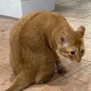 orange cat fanclub