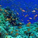 The Mystic Ocean's icon