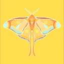 Colourpop Moths
