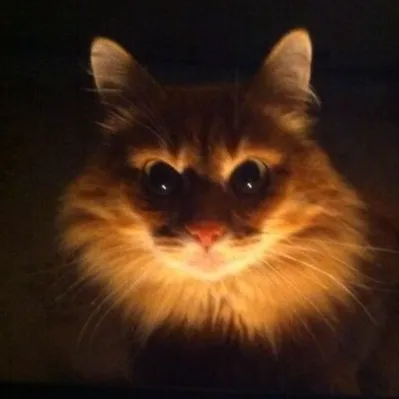 Valve Cats — мониторинг Discord сервера, статистика и рейтинг