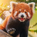 Red Panda