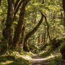 ð”½ð• ð•£ð•–ð•¤ð•¥ ð”¹ð•’ð•ª ð”¸ð•”ð•’ð••ð•–ð•žð•ª Server Icon