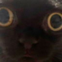 猫ニャー！