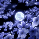Winter Rose