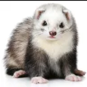 FURETTI STRAMPALATI