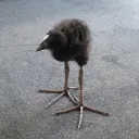 The pukeko hang