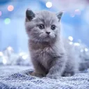 KatzenCord