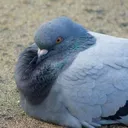 Gubga