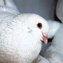 Pigeon Cult Server Icon