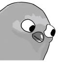 Pigeon Twitch