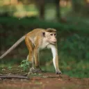 PRIMATAS