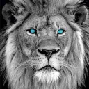 🦁 Die Höhle der Löwen 🦁