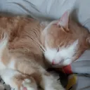 A Picture Of Vic's Cat Every Day. almost
