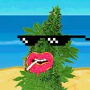 Ganja Grow 🌱 NFT