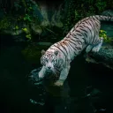 Test server