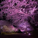 夜桜（第5人格）