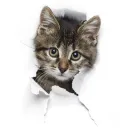 Kattungen's Kitten Corner