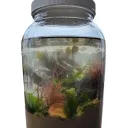Brinyjar
