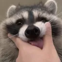 🦝．✿．Raccoon Emotes