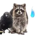 Crow Story X Pilfer Speedrunning community!