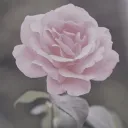♡{𝚁𝚘𝚋𝚕𝚘𝚡~𝚃𝚛𝚊𝚍𝚒𝚗𝚐~𝙲𝚎𝚗𝚝𝚛𝚎}♡