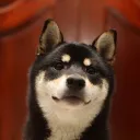 BlkDoge