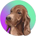 Irish Setter Sol